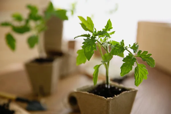 Semis Tomate Verte Pot Tourbe Sur Table Gros Plan — Photo