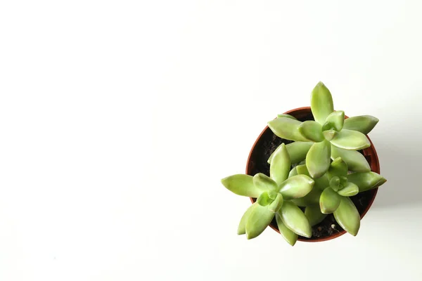Gyönyörű Echeverias Pot Fehér Háttér Felső Nézet Szukkulens Növények — Stock Fotó