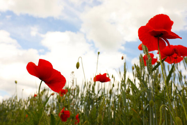 Beautiful red poppy flowers growing in field, closeup