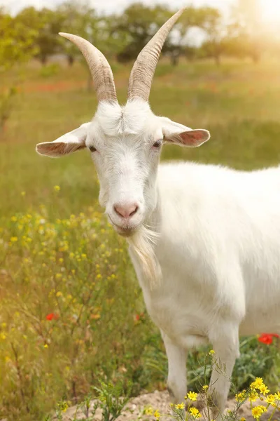 Hermosa Cabra Blanca Campo Día Soleado Cría Animales —  Fotos de Stock