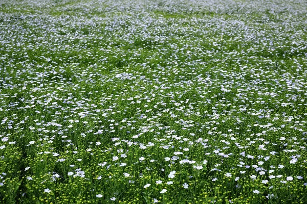 Beautiful View Blooming Flax Field Summer Day — Stock Photo, Image