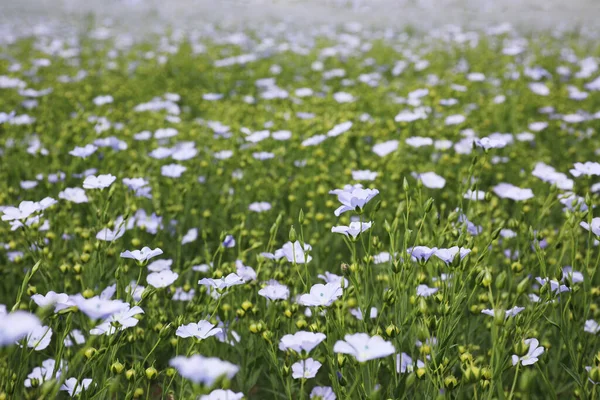 Beautiful View Blooming Flax Field Summer Day — Stock Photo, Image