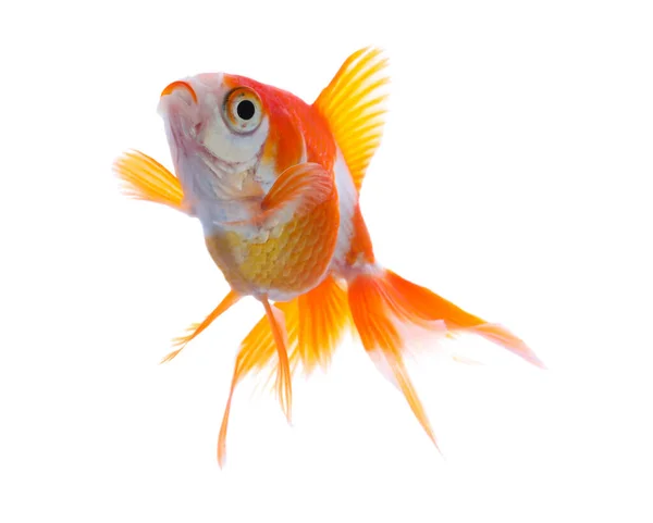Яркая Золотая Рыбка Изолированная Белой — стоковое фото
