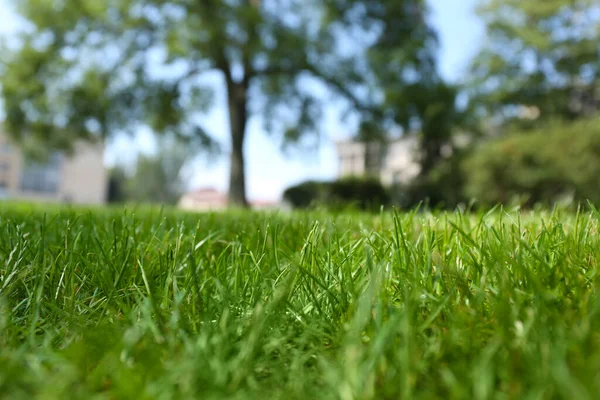 Grön Gräsmatta Med Färskt Gräs Utomhus Närbild — Stockfoto