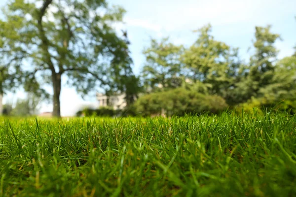 Zielony Trawnik Świeżą Trawą Parku — Zdjęcie stockowe