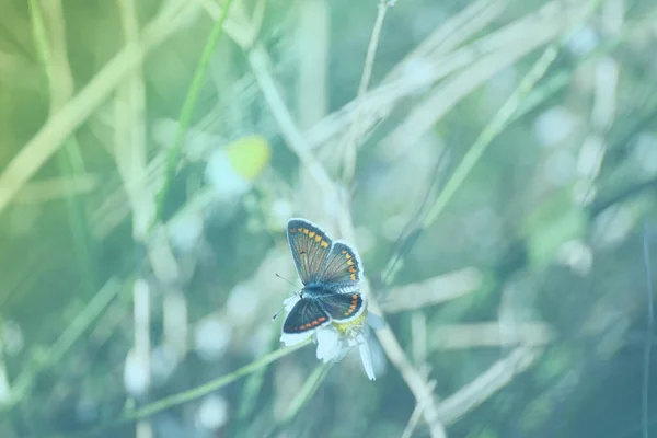 Beau Adonis Papillon Bleu Sur Fleur Dans Champ Gros Plan — Photo