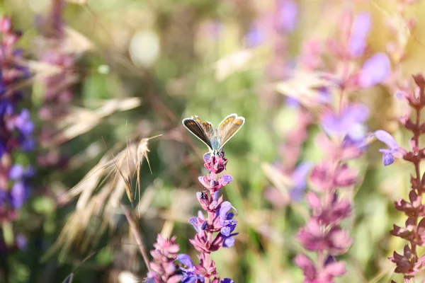 Beau Adonis Papillon Bleu Sur Fleur Dans Champ Gros Plan — Photo