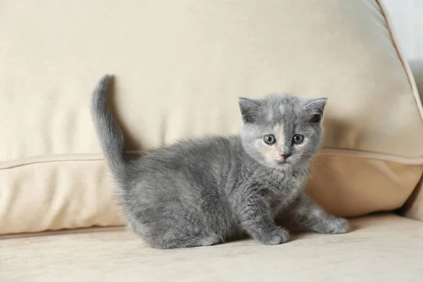 Nettes Britisch Kurzhaar Kätzchen Auf Beigem Sofa Tierbaby — Stockfoto