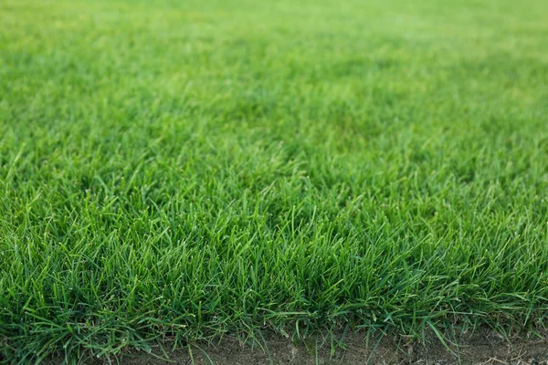 Green Lawn Fresh Grass Background — Stock Photo, Image