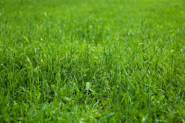 Grüner Rasen Mit Frischem Gras Als Hintergrund — Stockfoto