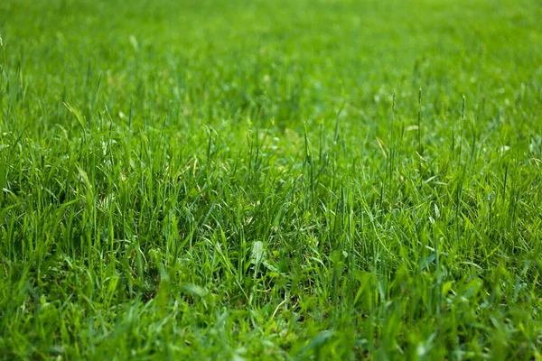 Gramado Verde Com Grama Fresca Como Fundo — Fotografia de Stock