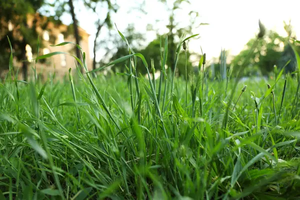 Пишна Зелена Трава Парку Сонячний День — стокове фото