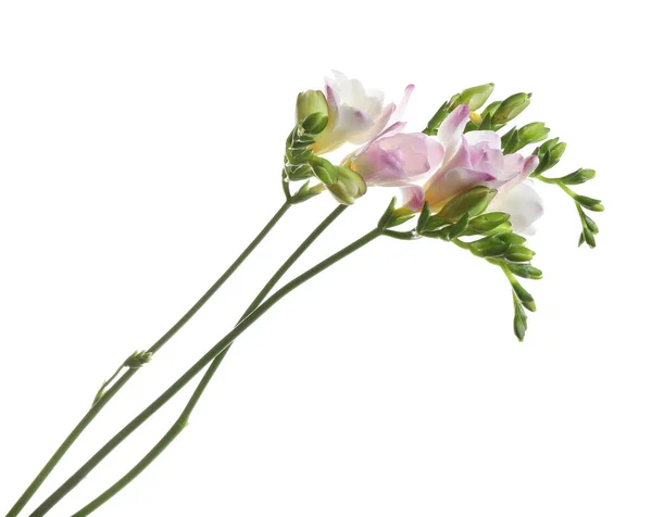 Vackra Färgglada Freesia Blommor Vit Bakgrund — Stockfoto