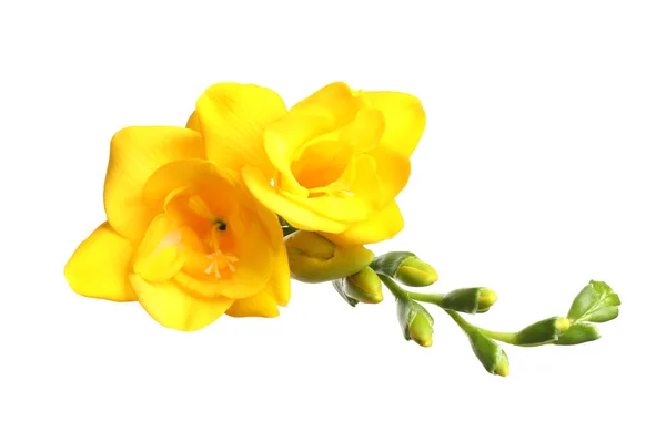 Όμορφη Κίτρινη Φρέζια Λουλούδια Λευκό Φόντο — Φωτογραφία Αρχείου