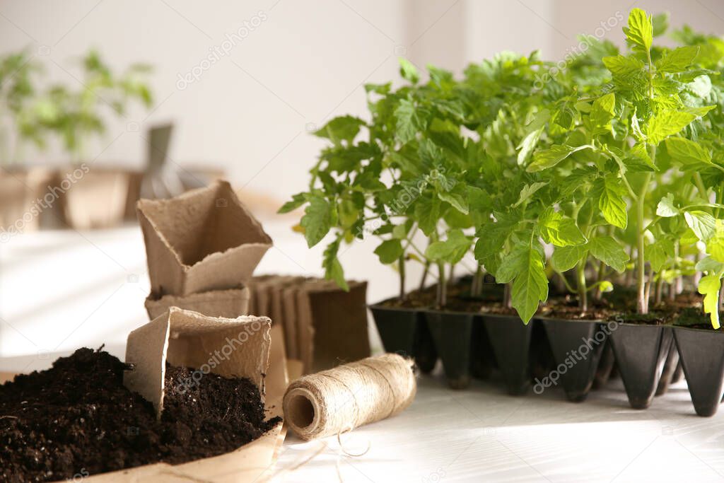 Green tomato seedlings, peat pots, rope and soil on white table