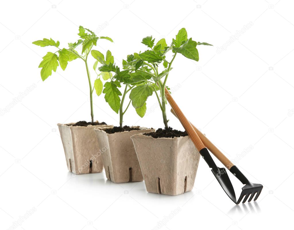 Gardening tools and green tomato seedlings in peat pots isolated on white