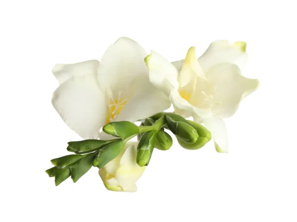 Hermosas Freesias Florecientes Aisladas Blanco Vista Superior — Foto de Stock