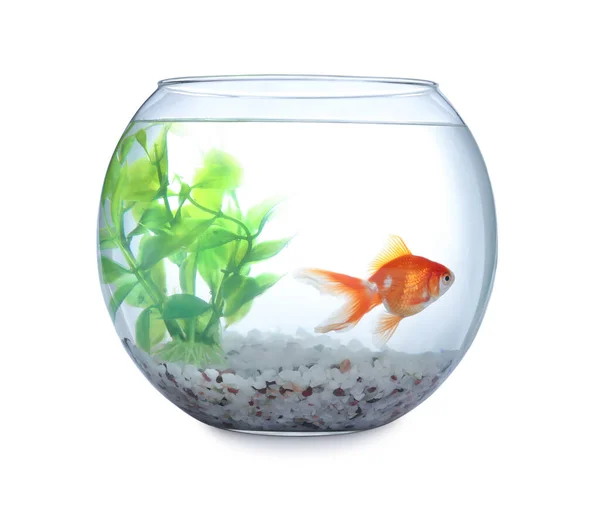 Beautiful Bright Small Goldfish Glass Aquarium Isolated White — Stock Photo, Image