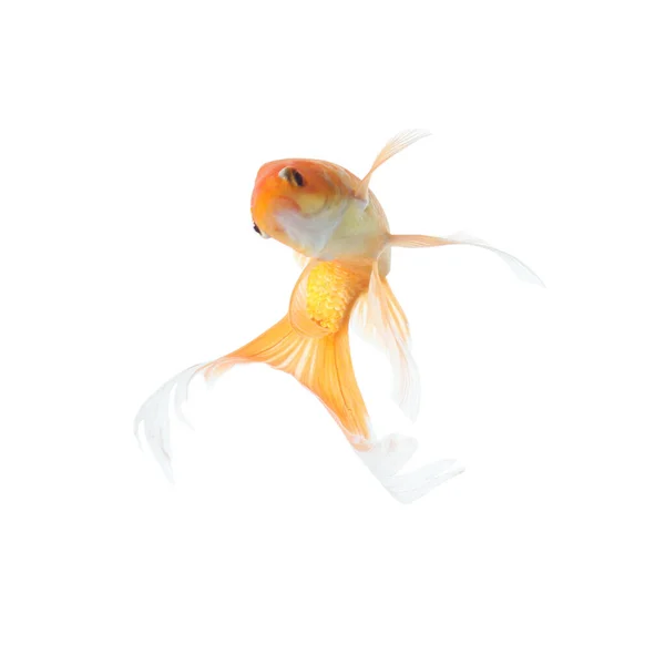 Ikan Mas Kecil Yang Indah Diisolasi Dengan Warna Putih — Stok Foto