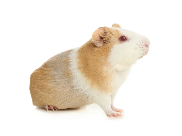 白色背景的有趣的豚鼠 — 图库照片