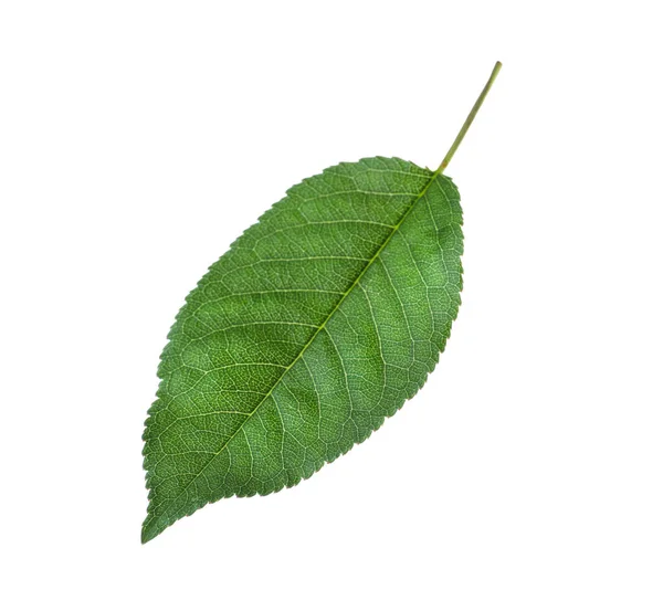 Grünes Blatt Des Kirschbaums Isoliert Auf Weißem Grund — Stockfoto