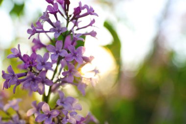 Güzel çiçek açan leylak çalıların yakın görüntüsü.