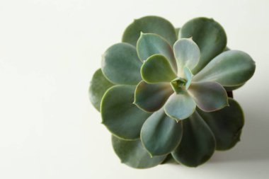 Güzel echeveria beyaz, üst manzara izole. Sulu bitki.