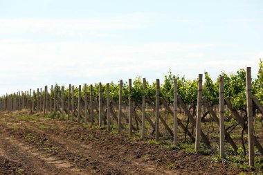 Güneşli bir günde güzel bir üzüm bağı. Tarım alanı