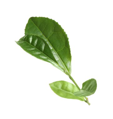 Yeşil çay yaprakları beyaz üzerine izole edilmiş.