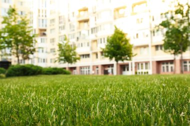 Güneşli bir günde parkta taze yeşil çimenler