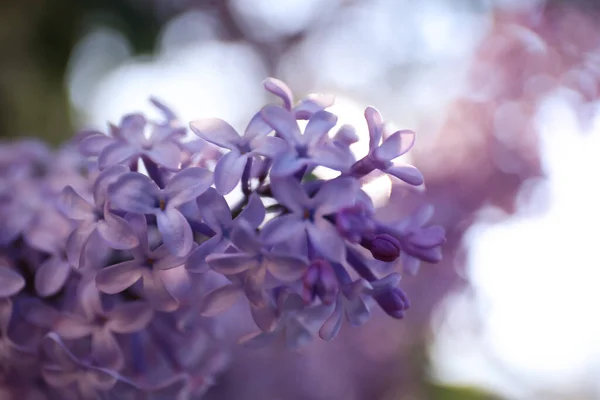 Widok Bliska Piękny Kwitnący Krzew Liliowy Zewnątrz — Zdjęcie stockowe