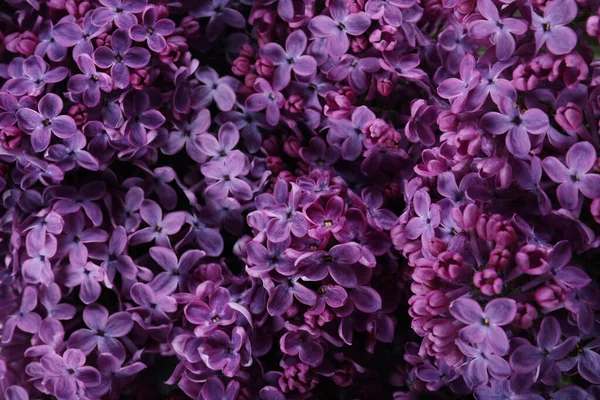 Beautiful Purple Lilac Flowers Background Closeup — Stock Photo, Image