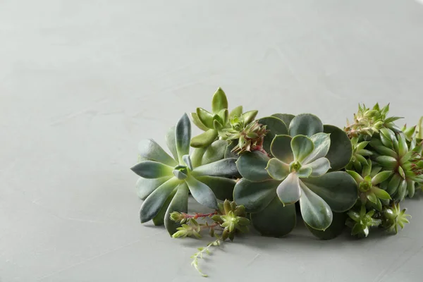 Beautiful Echeverias Light Grey Background Succulent Plants — Stock Photo, Image