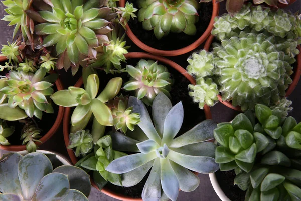 Många Olika Echeverias Bordet Platt Låg Vackra Saftiga Växter — Stockfoto