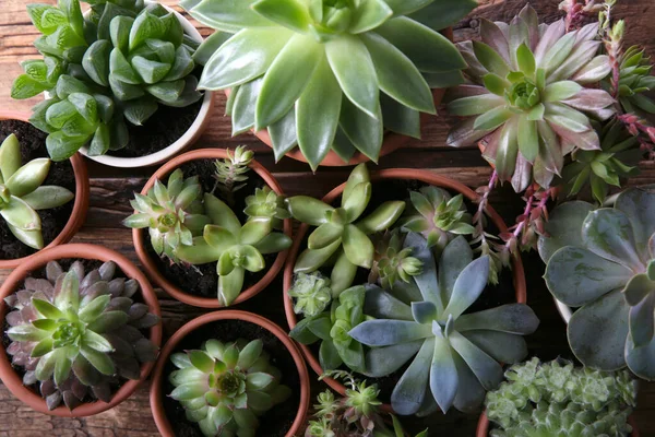 Sok Különböző Echeveria Asztalon Lapos Fekvés Gyönyörű Zamatos Növények — Stock Fotó
