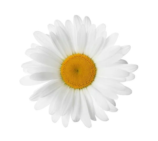 Όμορφο Αρωματικό Λουλούδι Χαμομηλιού Απομονωμένο Λευκό — Φωτογραφία Αρχείου