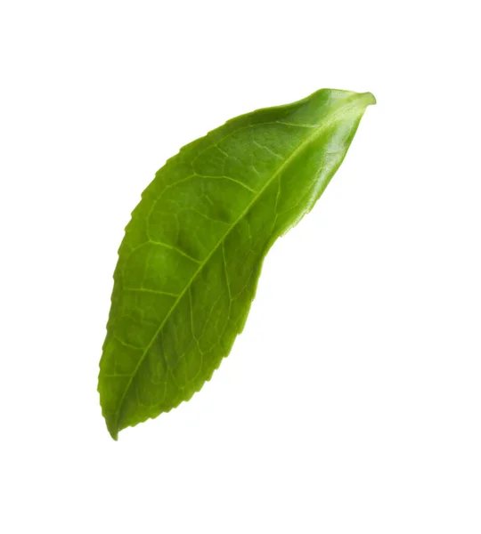 Πράσινο Φύλλο Φυτού Τσαγιού Που Απομονώνεται Λευκό — Φωτογραφία Αρχείου