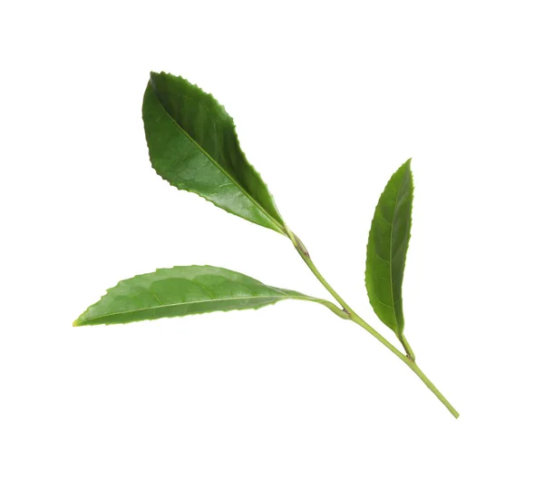 Green Leaves Tea Plant Isolated White — Stock Photo, Image