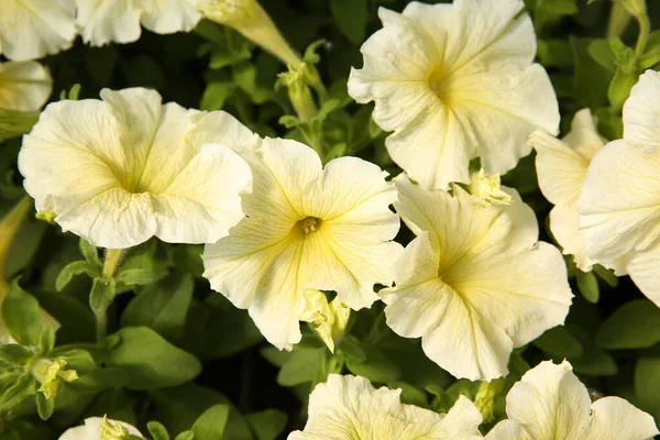 Vista Perto Belas Flores Petúnias Planta Vaso — Fotografia de Stock