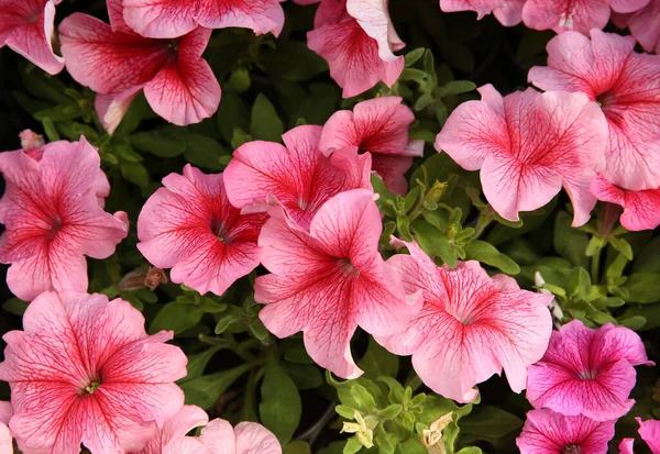 Dichtbij Uitzicht Prachtige Petunia Bloemen Plantaardige Potten — Stockfoto