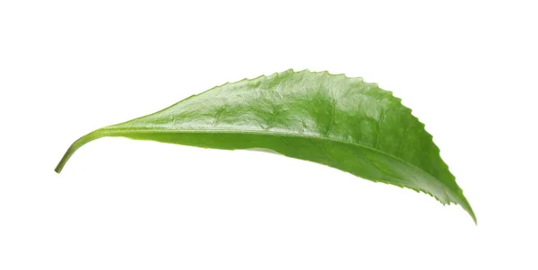 Πράσινο Φύλλο Φυτού Τσαγιού Που Απομονώνεται Λευκό — Φωτογραφία Αρχείου