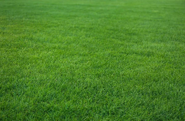 Grüner Rasen Mit Frischem Gras Als Hintergrund — Stockfoto