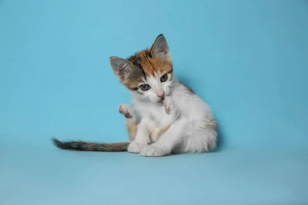 Cute Little Kitten Licking Paw Light Blue Background Baby Animal — Stock Photo, Image