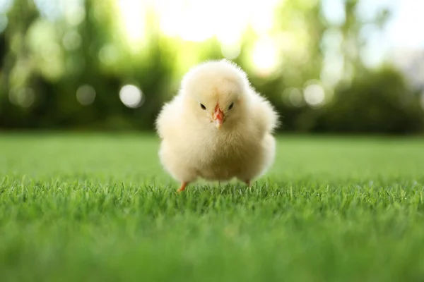 Słodkie Puszyste Dziecko Kurczaka Zielonej Trawie Zewnątrz — Zdjęcie stockowe
