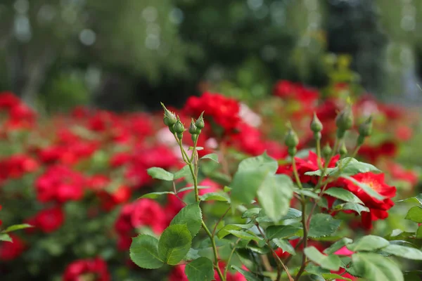 Brotes Hermosas Flores Aire Libre Planta Maceta — Foto de Stock