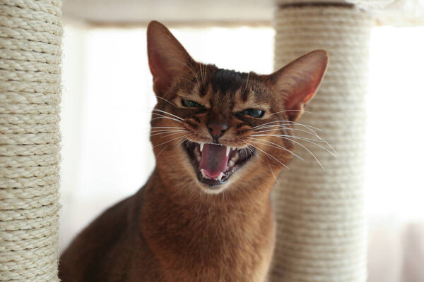 Angry Abyssinian cat on pet tree at home, closeup. Troublesome pet