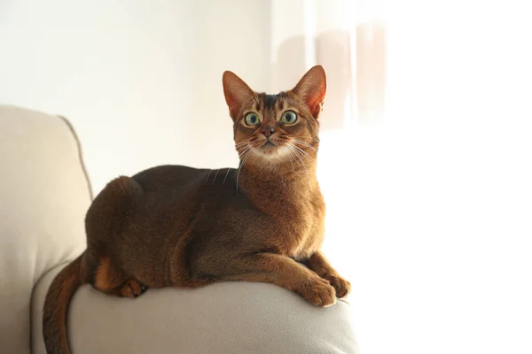 自宅でソファの上で美しいアビシニア猫 可愛いペット — ストック写真