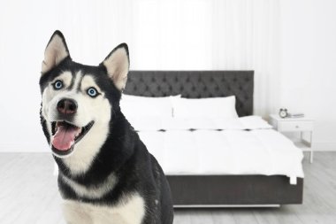 Odada şirin bir köpek, mesaj için yer var. Evcil hayvan dostu otel 