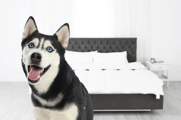 Cute dog in room, space for text. Pet friendly hotel