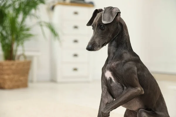かわいいイタリアのグレイハウンド犬 テキストのスペース — ストック写真
